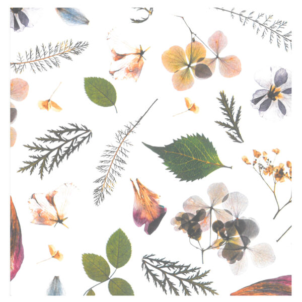 Cartolina Fantasia Flores Secas 495x680mm - 300gr.