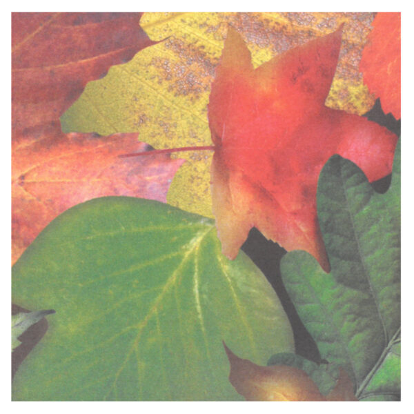 Cartolina Fantasia Folhas 495x680mm - 300gr.